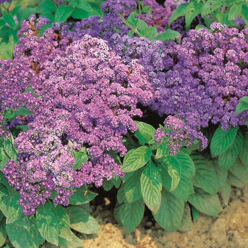 dt-brown FLOWER SEEDS Heliotrope Marine Flower Seeds