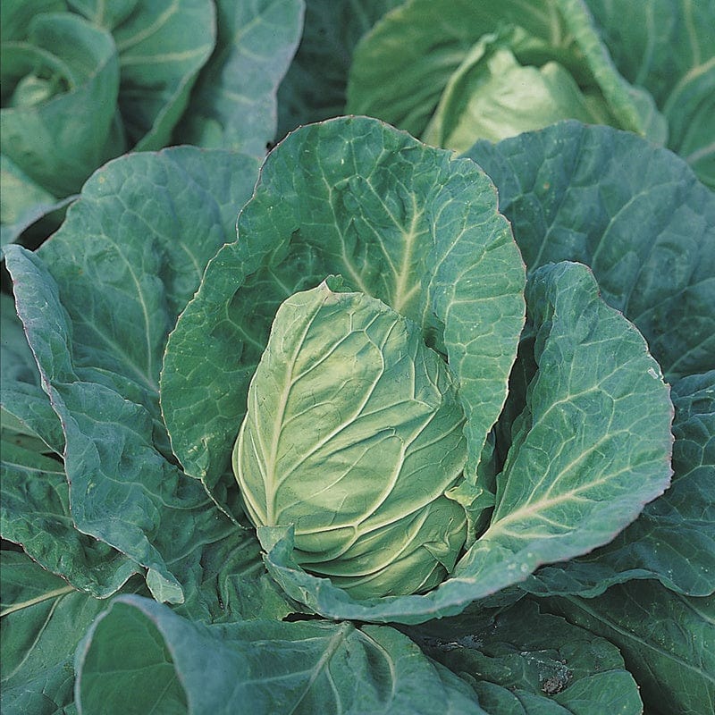 dt-brown VEGETABLE SEEDS Cabbage Greyhound AGM Seeds