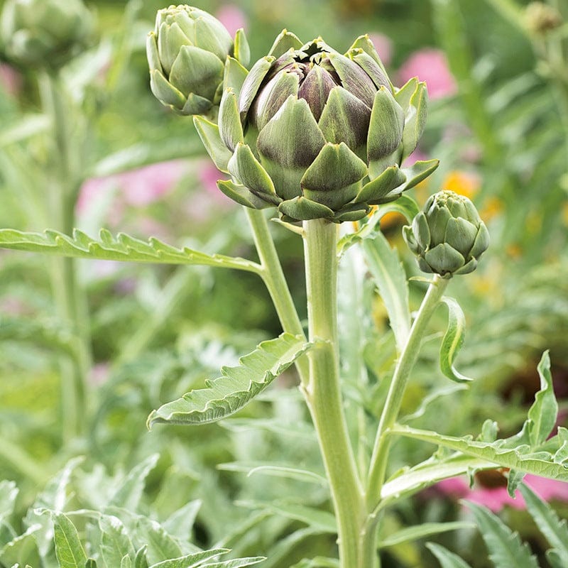 dt-brown VEGETABLE SEEDS Artichoke Green Globe Seeds