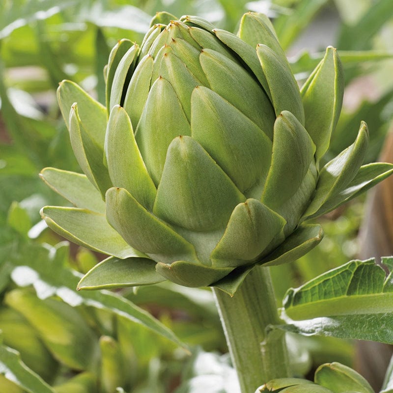 dt-brown VEGETABLE SEEDS Artichoke Green Globe Seeds