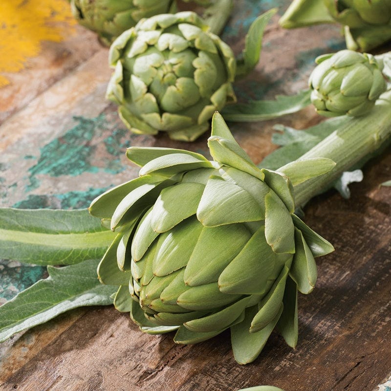 dt-brown VEGETABLE SEEDS Artichoke Green Globe Seeds