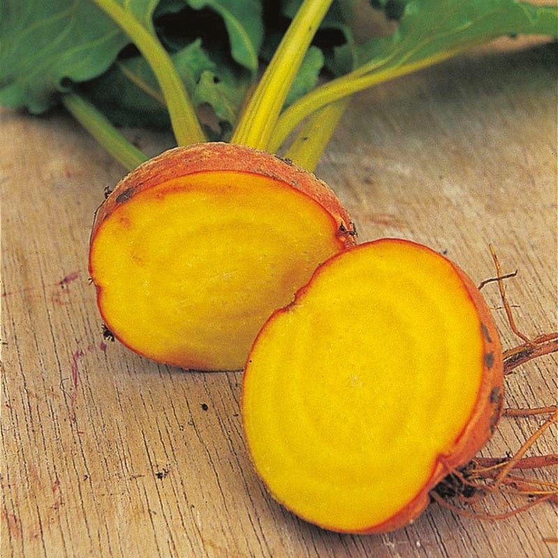 dt-brown VEGETABLE SEEDS Beetroot Burpees Golden Seeds