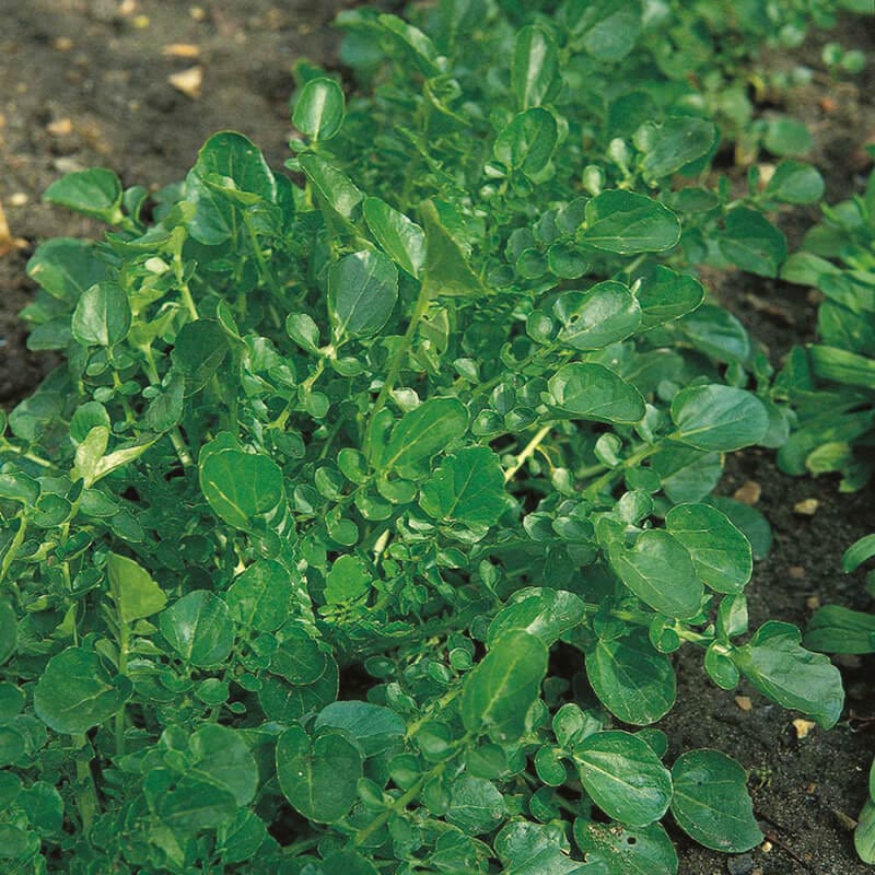 dt-brown VEGETABLE SEEDS Cress Land Cress Seeds