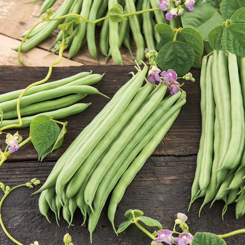 dt-brown VEGETABLE SEEDS French Bean (Climbing) Cobra AGM Seeds