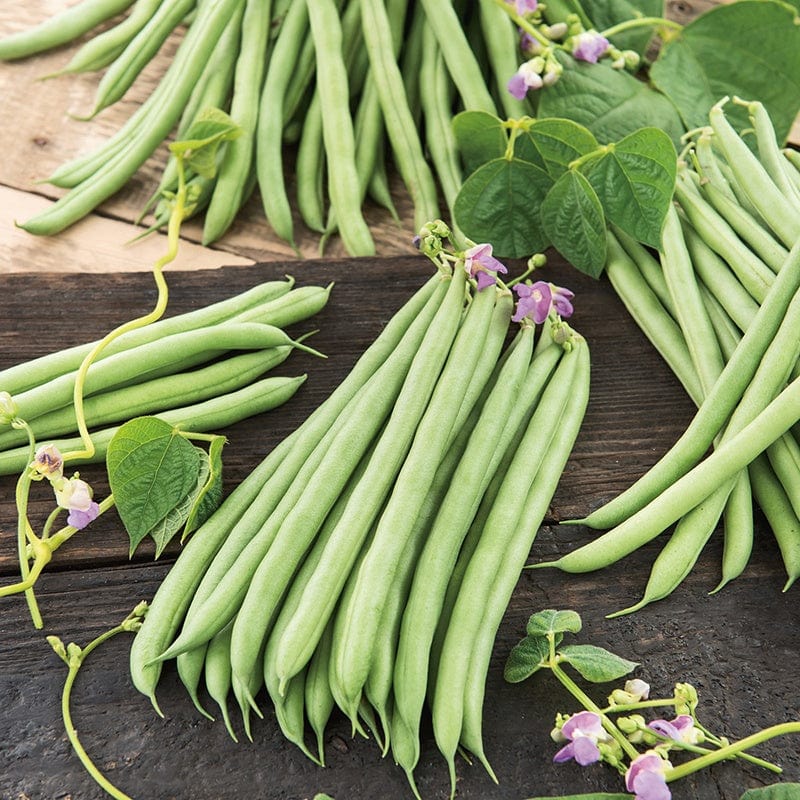 dt-brown VEGETABLE SEEDS Organic French Bean (Climbing) Cobra AGM Seeds