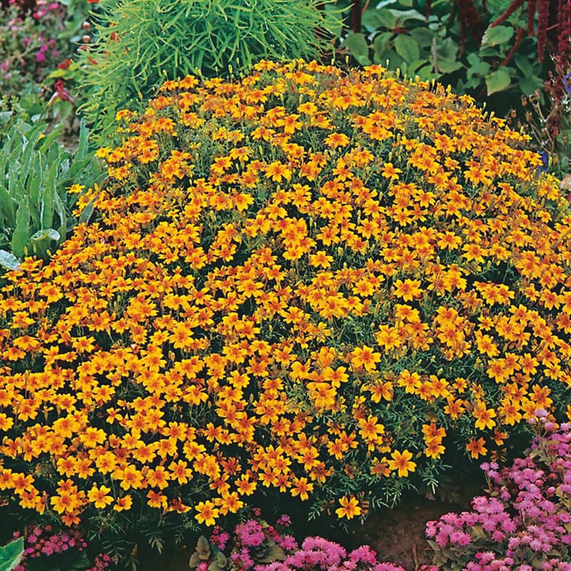 dt-brown FLOWER SEEDS Tagetes Golden Gem Flower Seeds