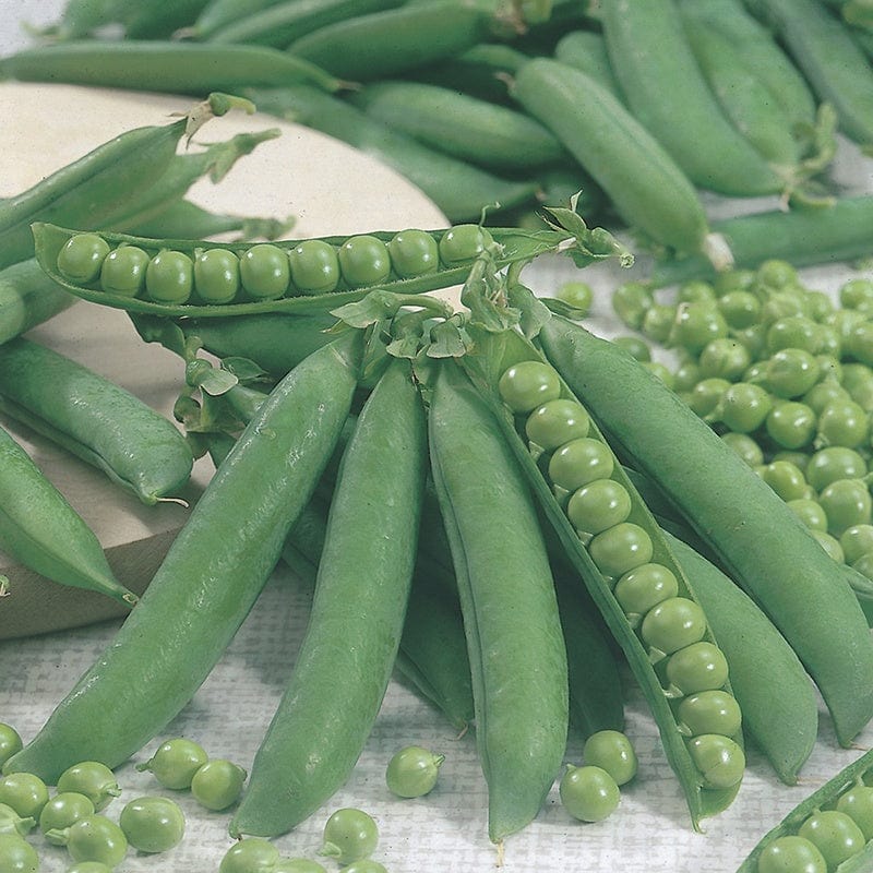 dt-brown VEGETABLE PLANTS Pea Kelvedon Wonder (First Early) Vegetable Plants