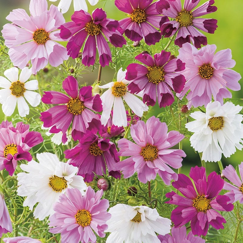 dt-brown FLOWER SEEDS Cosmos Seashells Mixed Flower Seeds