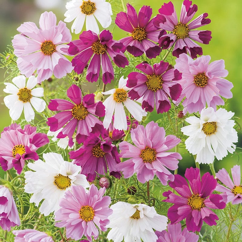 dt-brown FLOWER SEEDS Cosmos Seashells Mixed Flower Seeds