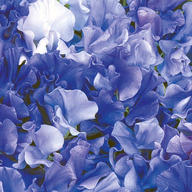 dt-brown FLOWER SEEDS Sweet Pea Singing the Blues Flower Seeds