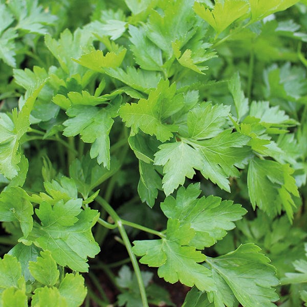 dt-brown VEGETABLE SEEDS Parsley Plain Leaved 2 Herb Seeds