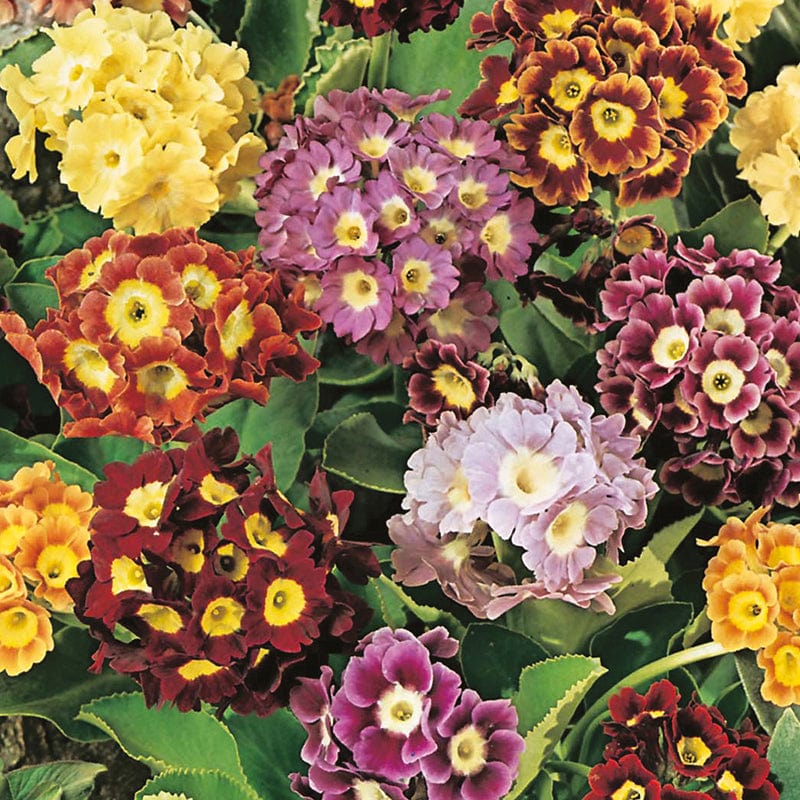 dt-brown FLOWER SEEDS Primula Alpine Choicest Mixed Flower Seeds