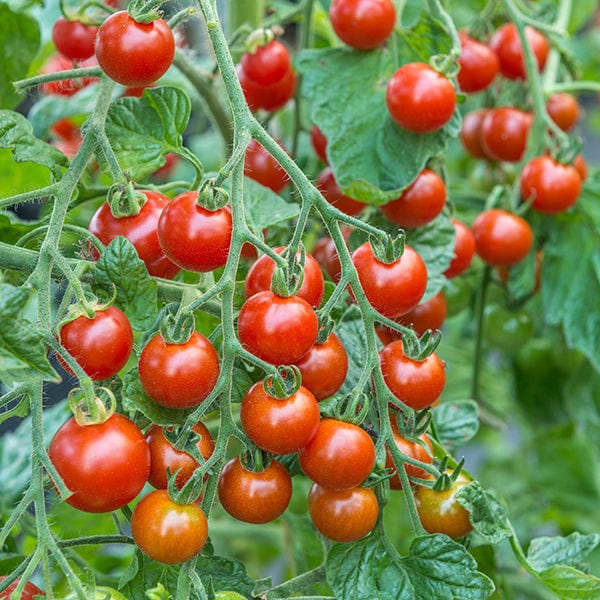 dt-brown VEGETABLE PLANTS 3 x 9cm Potted Plants (LATE) Tomato Sweet Million F1 AGM (Cherry) Veg Plants