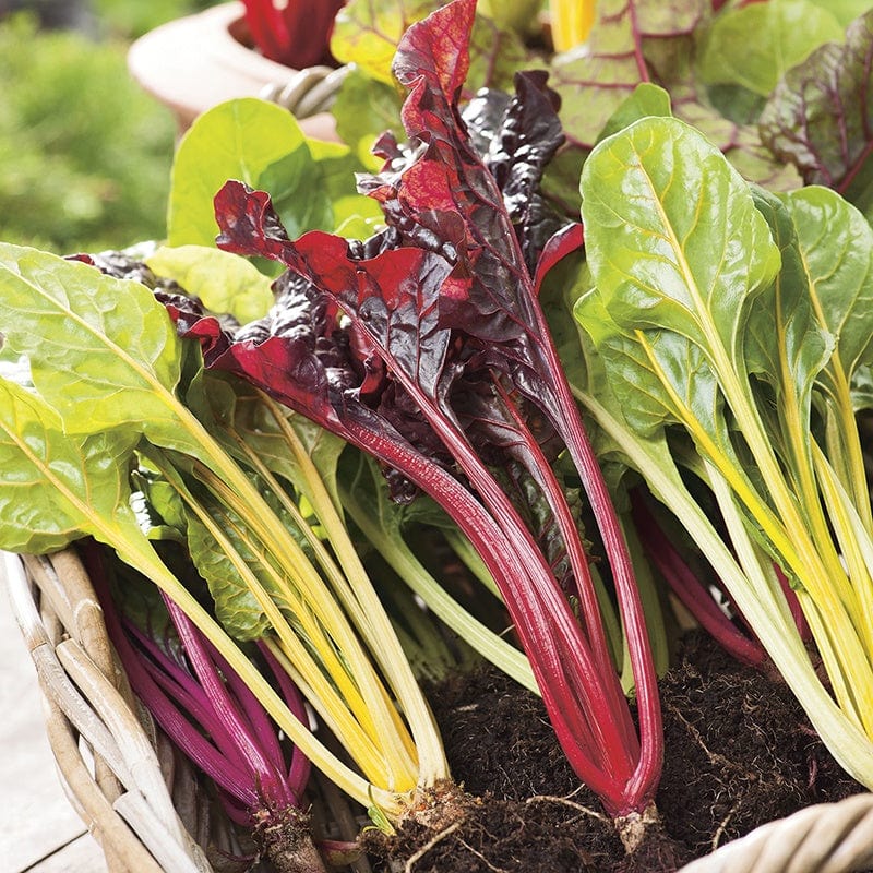 dt-brown VEGETABLE SEEDS Chard Bright Lights AGM Seeds