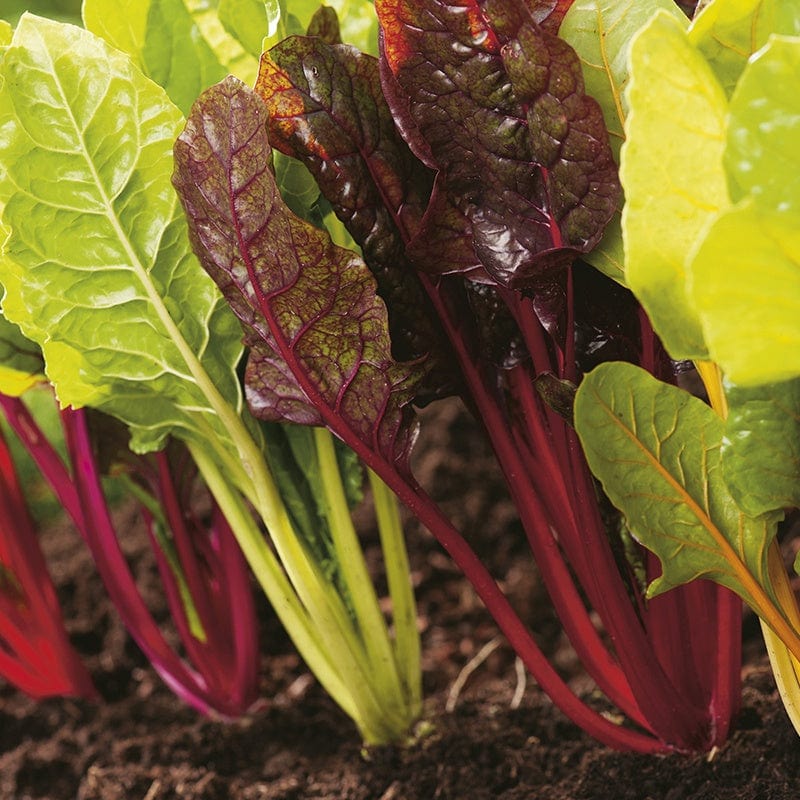 dt-brown VEGETABLE SEEDS Chard Bright Lights AGM Seeds