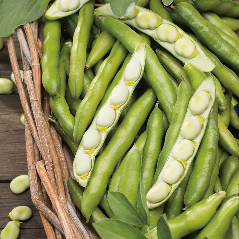 dt-brown VEGETABLE SEEDS Broad Bean Bunyards Exhibition Seeds