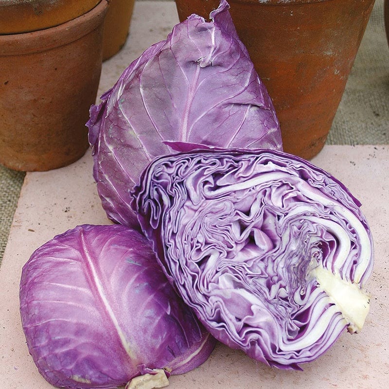 dt-brown VEGETABLE SEEDS Cabbage (Red) Kalibos Seeds