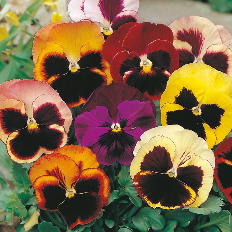 dt-brown FLOWER SEEDS Pansy (Summer) Swiss Giants Mixed Flower Seeds