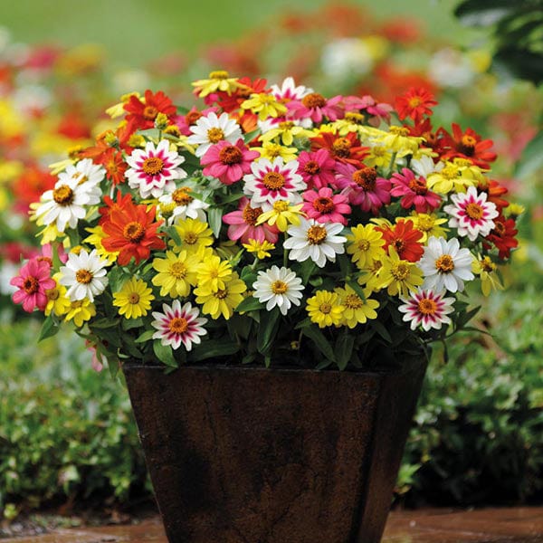 dt-brown FLOWER SEEDS Zinnia Zahara Mixed Flower Seeds