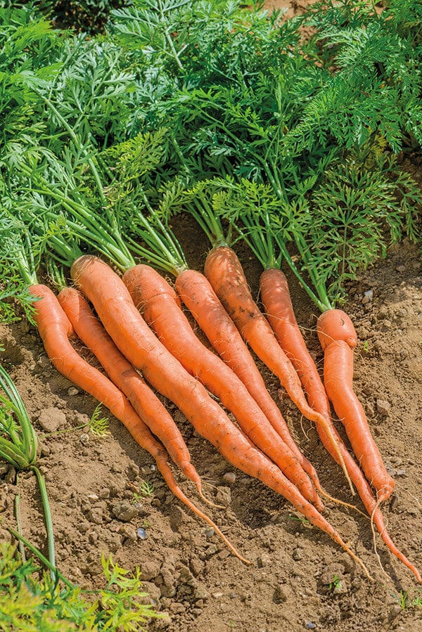 dt-brown VEGETABLE SEEDS Carrot Sugarsnax 54 F1 AGM Seeds