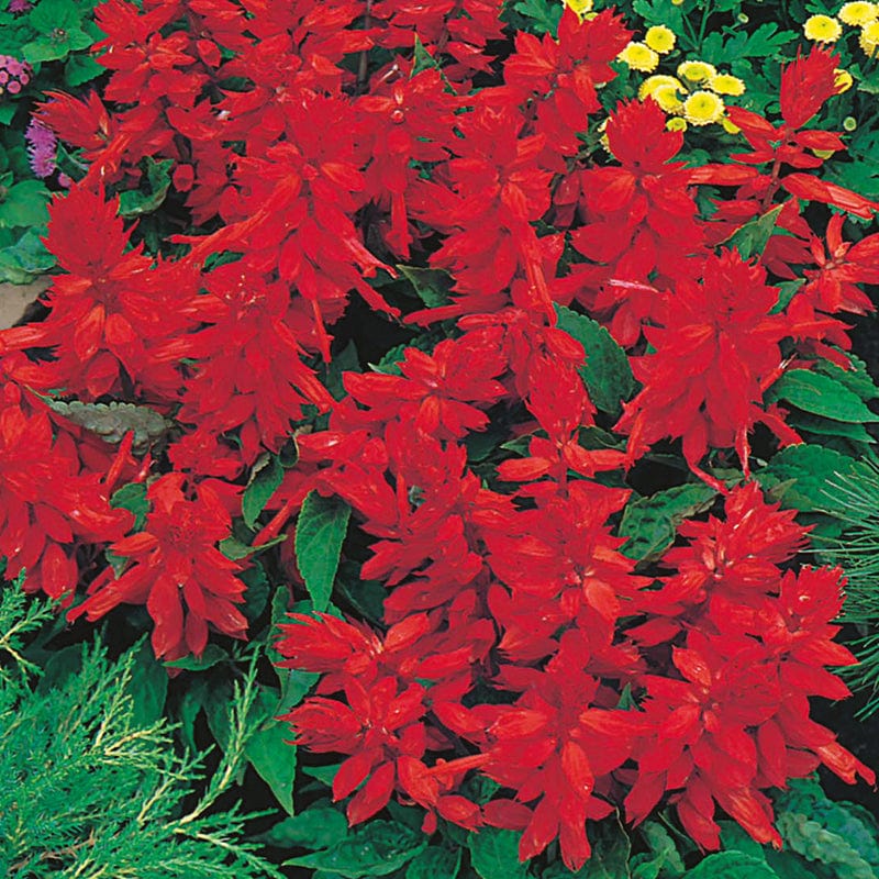 dt-brown FLOWER SEEDS Salvia Blaze of Fire Flower Seeds