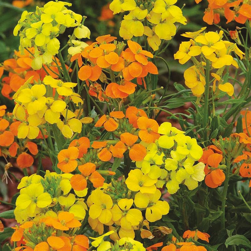 dt-brown FLOWER SEEDS Wallflower Siberian Mixed Flower Seeds