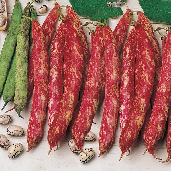 dt-brown VEGETABLE SEEDS Climbing French Bean Borlotto lingua di fuoco 2 Veg Seeds