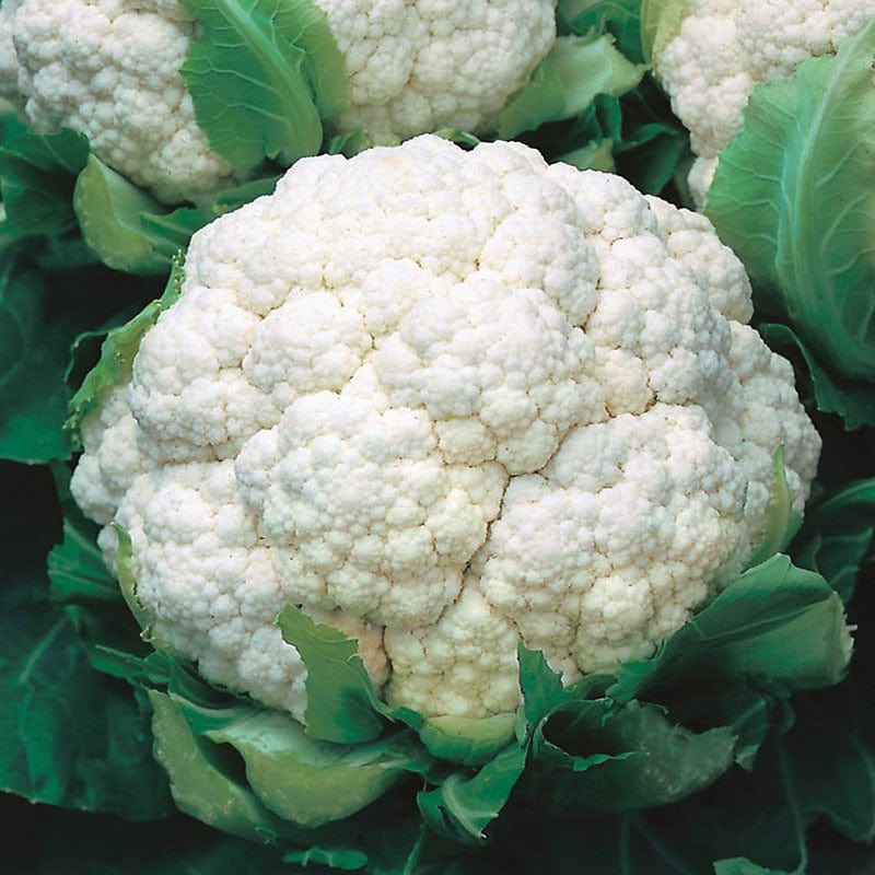 dt-brown VEGETABLE SEEDS Cauliflower Walcheren Winter 3 (Armado April) AGM Seeds