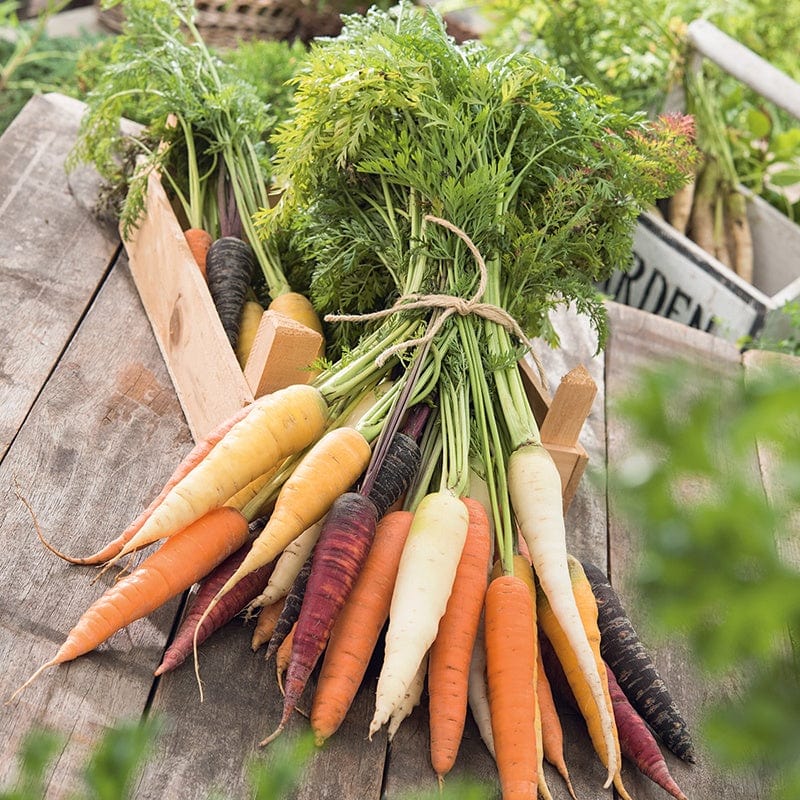 dt-brown VEGETABLE SEEDS Carrot Harlequin F1 Seeds