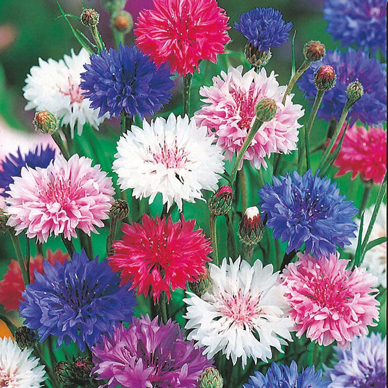 dt-brown FLOWER SEEDS Cornflower Tall Mixed Flower Seeds