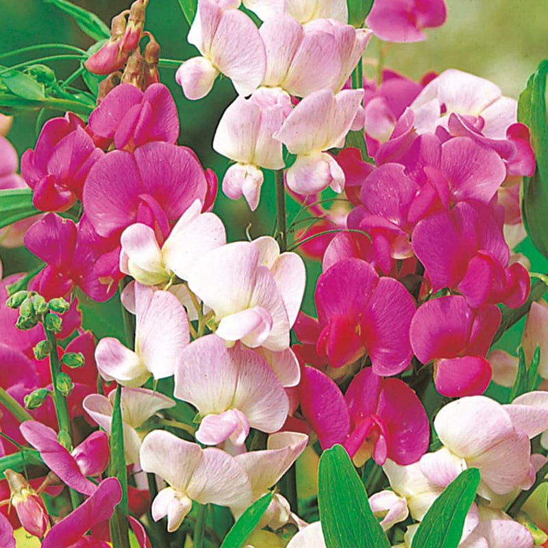 dt-brown FLOWER SEEDS Sweet Pea (Perennial) Everlasting Mixture Flower Seeds