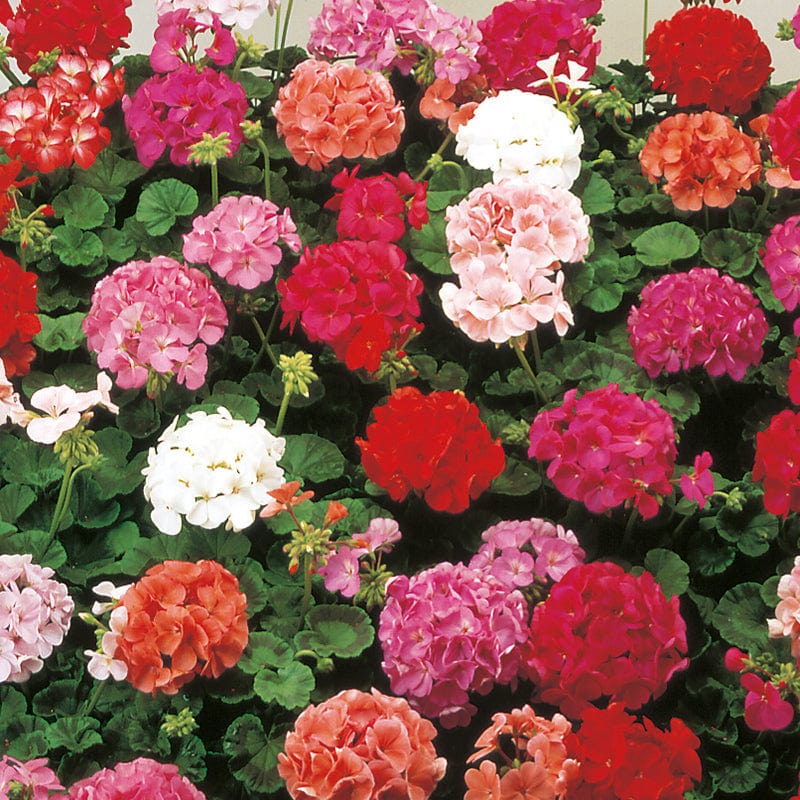 dt-brown FLOWER SEEDS Geranium Cabaret F2 Flower Seeds