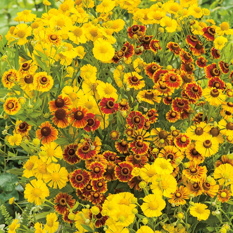 dt-brown FLOWER SEEDS Helenium autumnale Red Gold Seeds