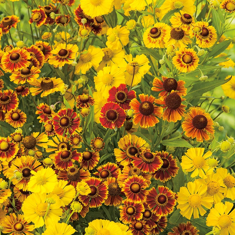 dt-brown FLOWER SEEDS Helenium autumnale Red Gold Seeds