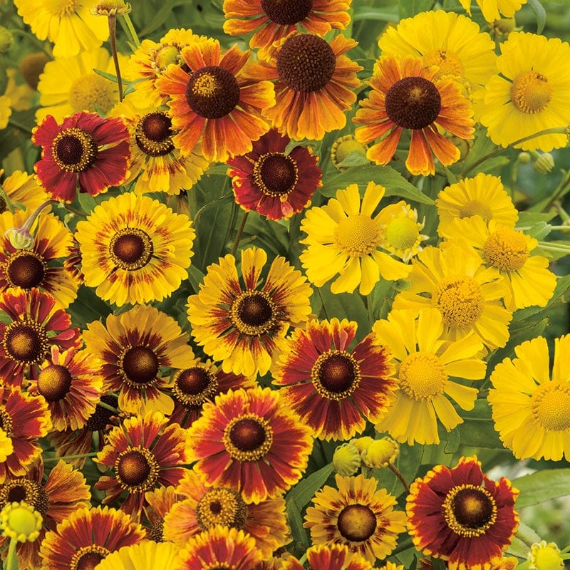 dt-brown FLOWER SEEDS Helenium autumnale Red Gold Seeds