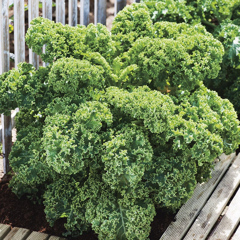 dt-brown VEGETABLE SEEDS Kale Dwarf Green Curled Seeds