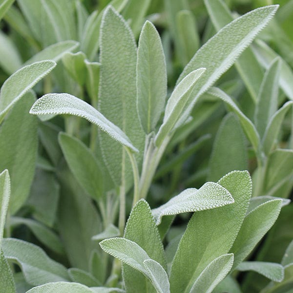 dt-brown VEGETABLE SEEDS Sage Broad Leaved Herb Seeds