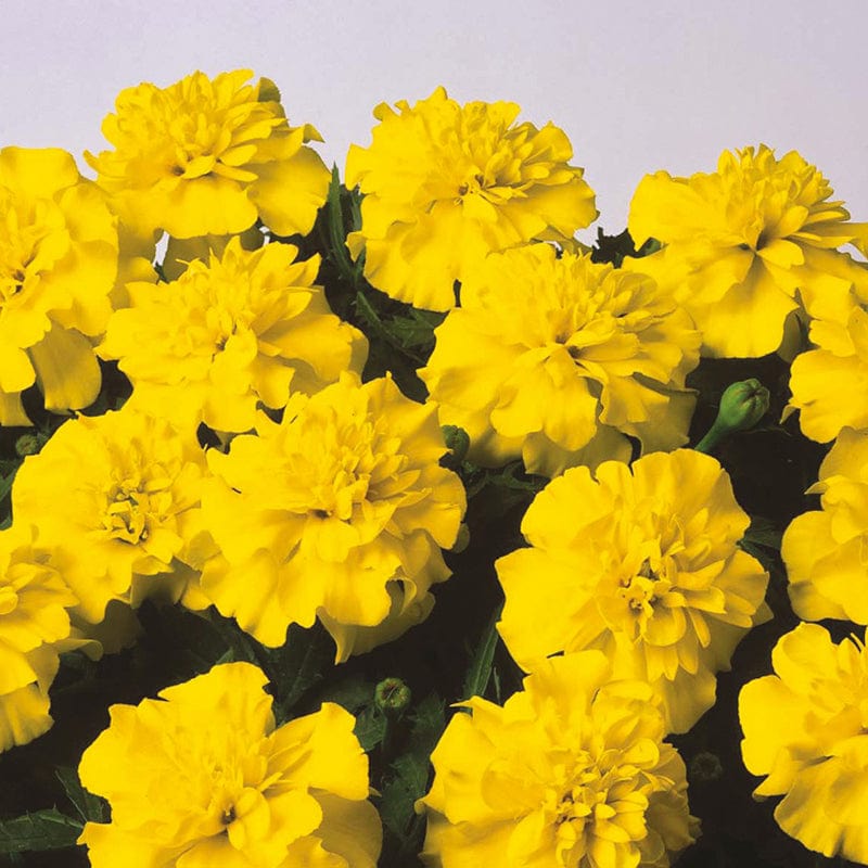 Marigold French Bonanza Yellow Flower Seeds From D.T. Brown