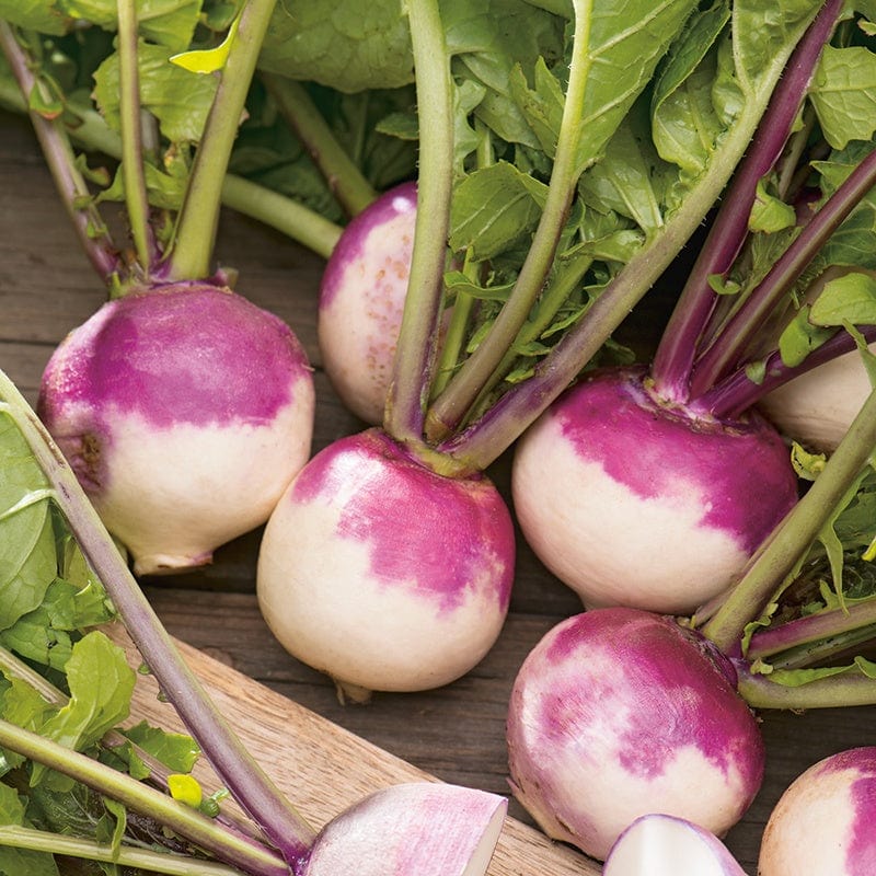 dt-brown VEGETABLE SEEDS Turnip Milan Purple Top Seeds