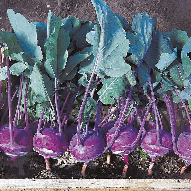 dt-brown VEGETABLE SEEDS Organic Kohl Rabi Azur-Star Seeds