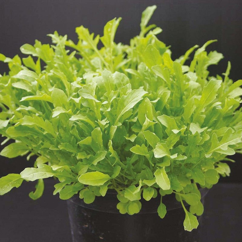 dt-brown VEGETABLE SEEDS Rocket Skyrocket Seeds