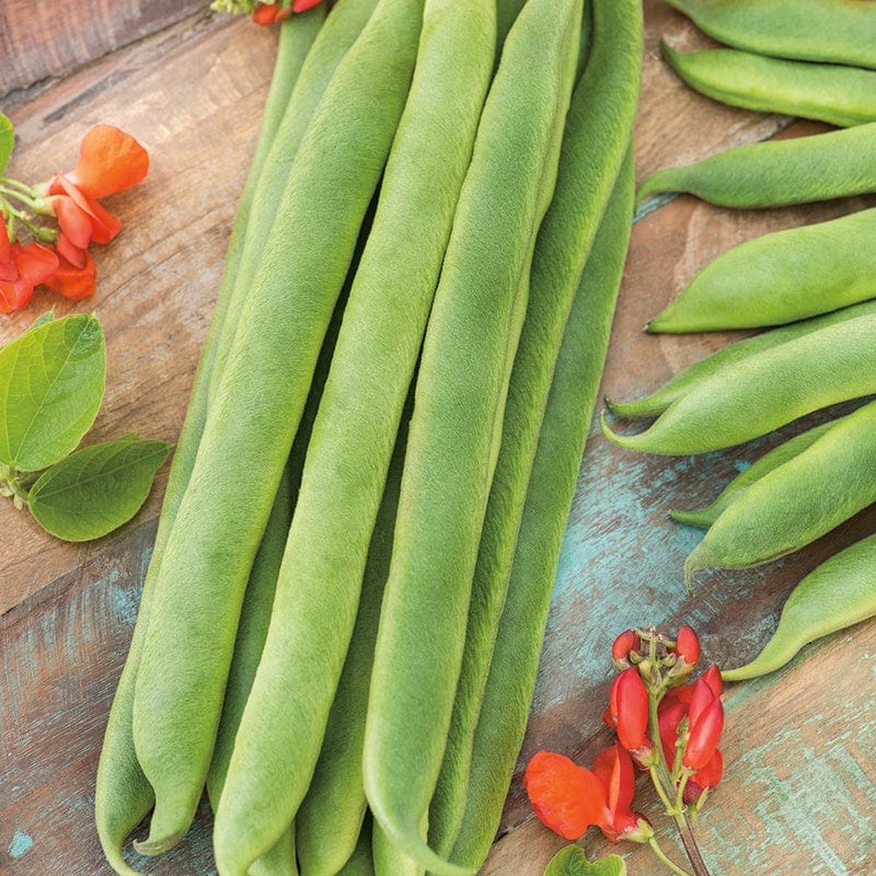 dt-brown VEGETABLE SEEDS Runner Bean (Red Flowered) Enorma AGM Seeds