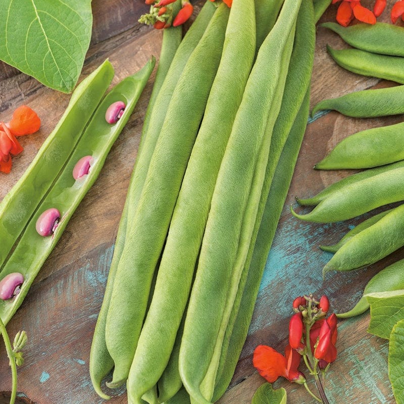 dt-brown VEGETABLE SEEDS Runner Bean (Red Flowered) Enorma AGM Seeds