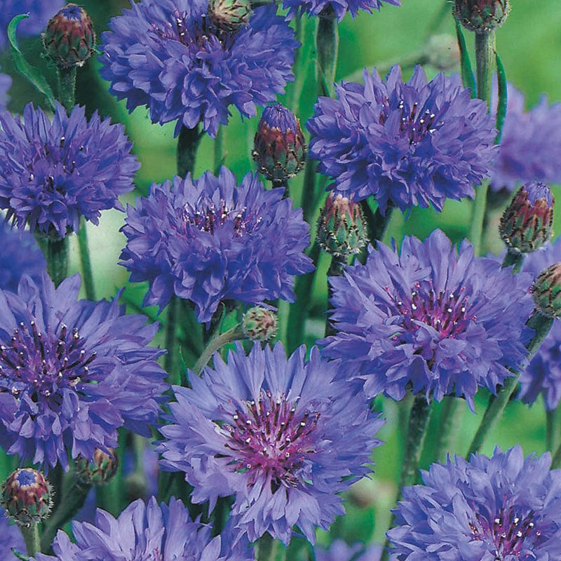 dt-brown FLOWER SEEDS Cornflower Blue Ball Flower Seeds