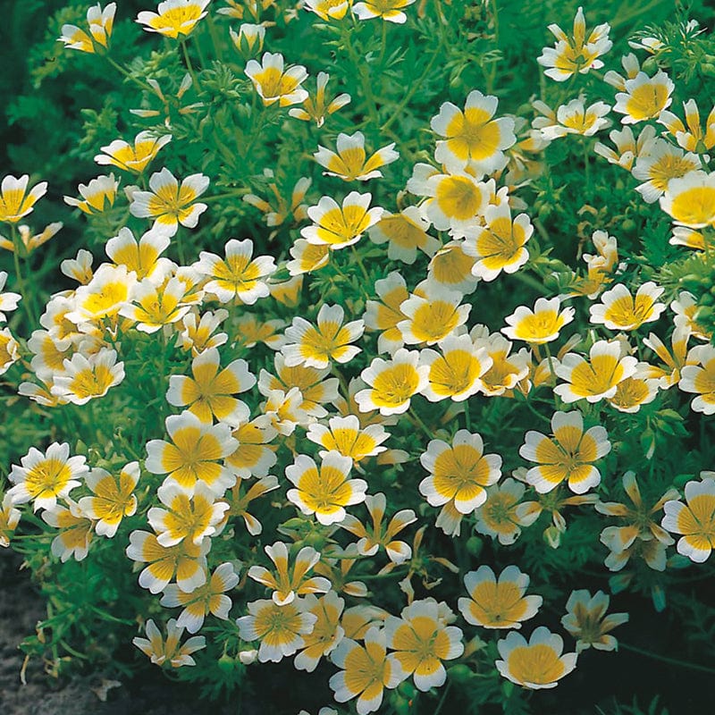 dt-brown FLOWER SEEDS Poached Egg Plant Limnanthes Douglasii Flower Seeds