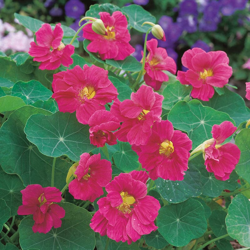 dt-brown FLOWER SEEDS Nasturtium Jewel Cherry Rose Flower Seeds