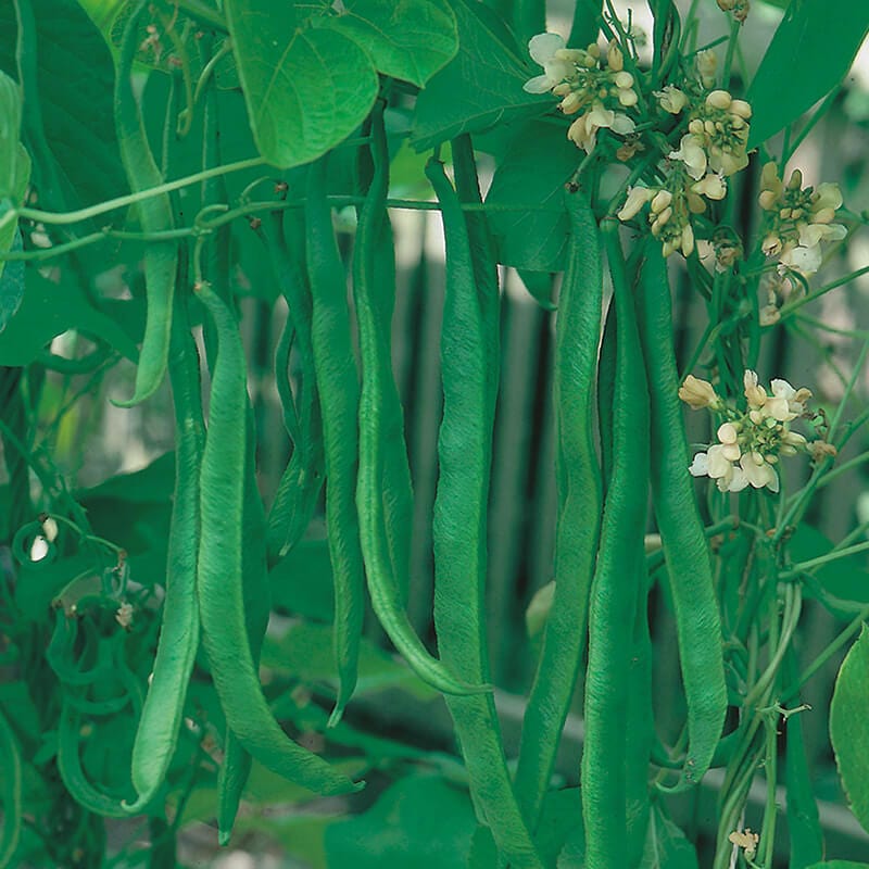 dt-brown VEGETABLE SEEDS Runner Bean (White Flowered) White Lady AGM Seeds