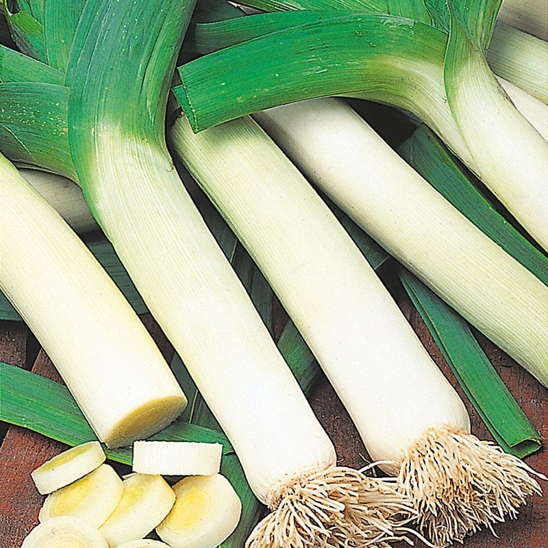 dt-brown VEGETABLE SEEDS Leek Autumn Mammoth 2 (Tornado) Seeds