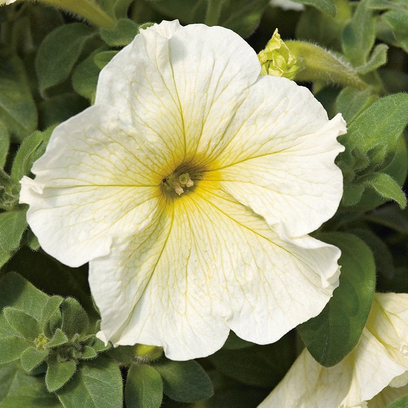 dt-brown FLOWER SEEDS Petunia (Grandiflora) Prism Sunshine F1 Flower Seeds