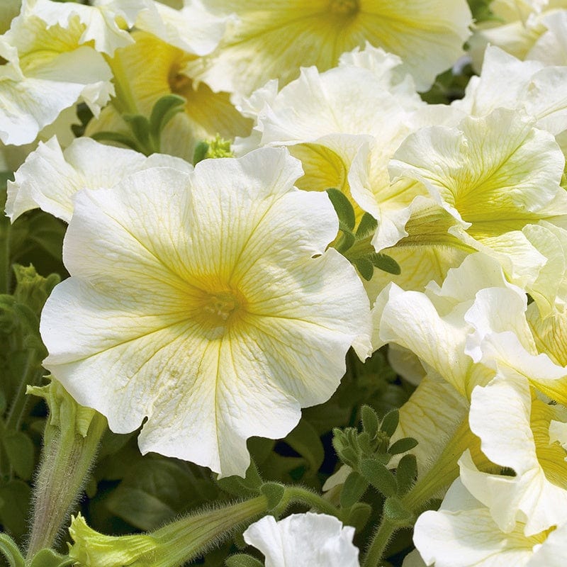 dt-brown FLOWER SEEDS Petunia (Grandiflora) Prism Sunshine F1 Flower Seeds